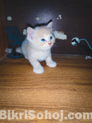 Mix breed ginger female kitten